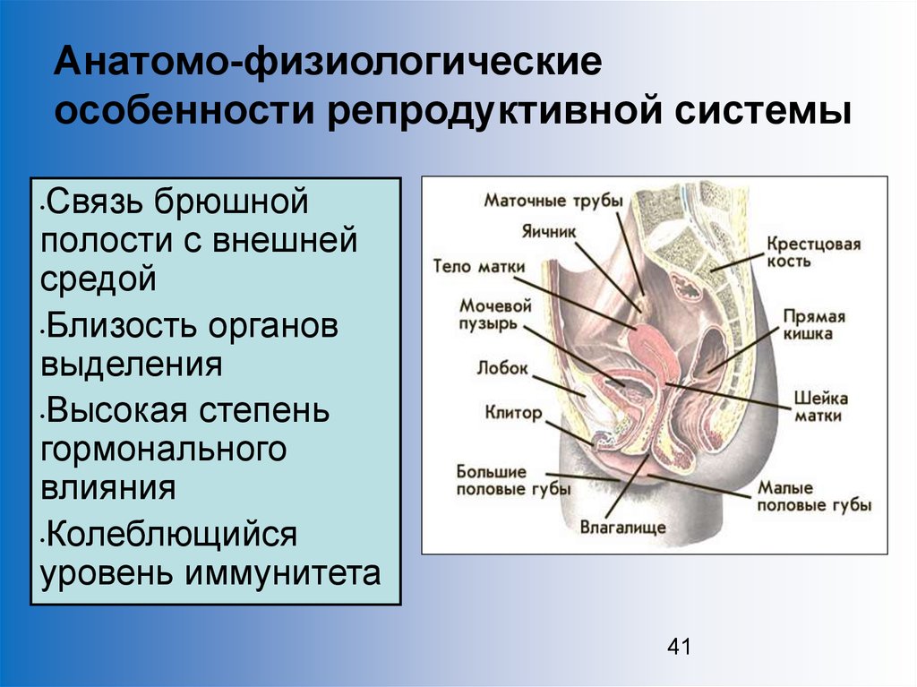 Строение женских половых органов внешнее строение рисунок анатомия и физиология органов