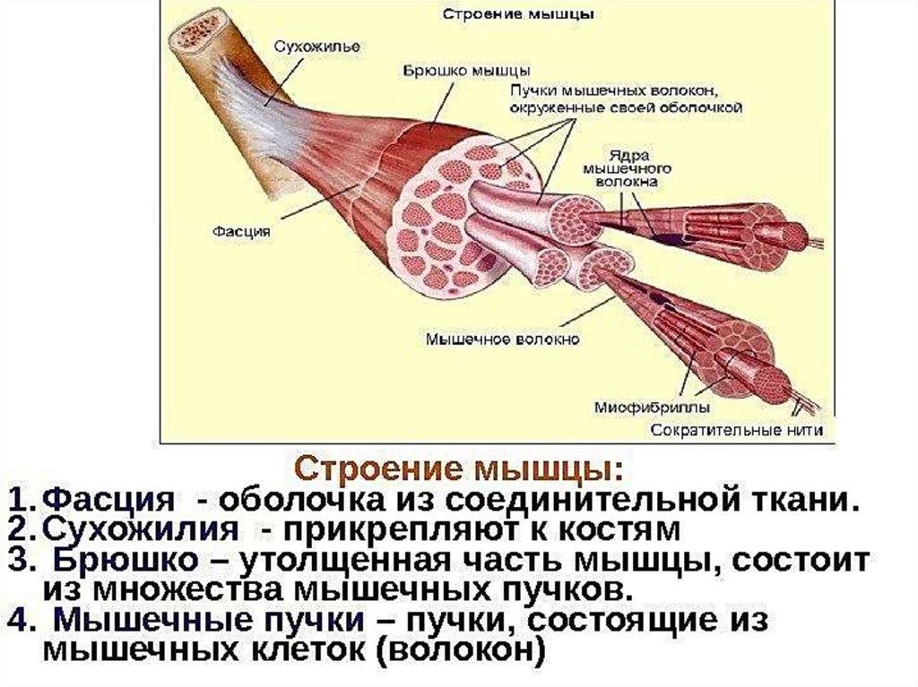 Схема сухожилий человека