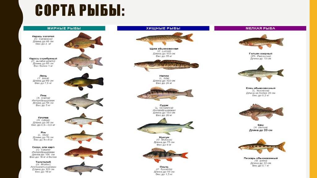 Нежирные Сорта Рыбы Для Диеты Список