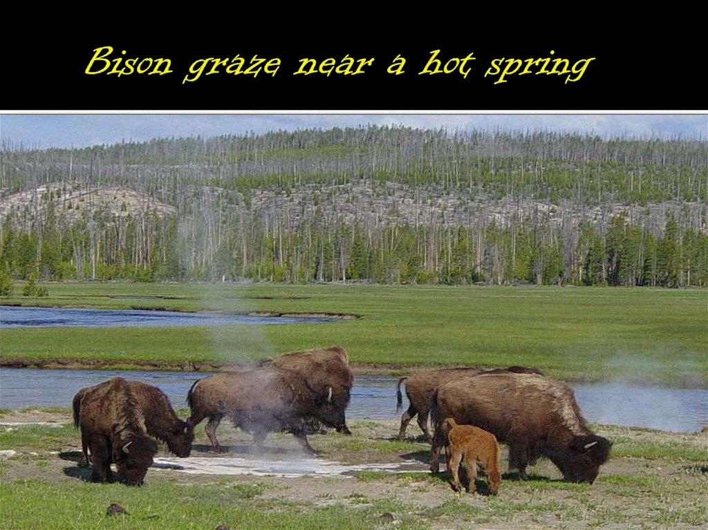 Bison graze near a hot spring
