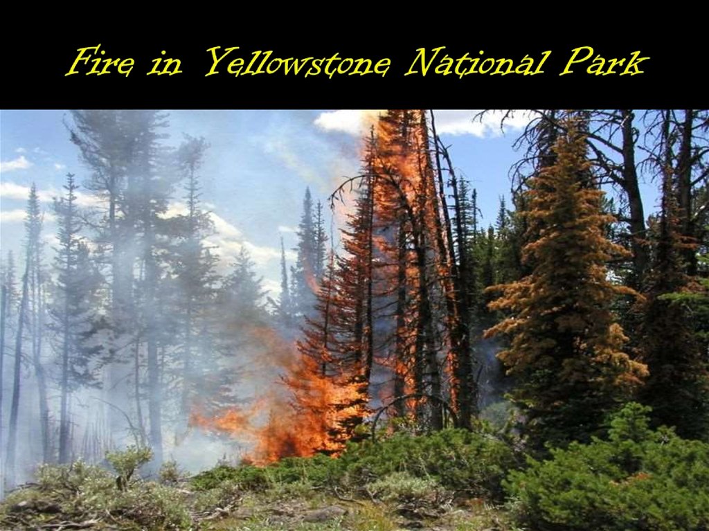Fire in Yellowstone National Park