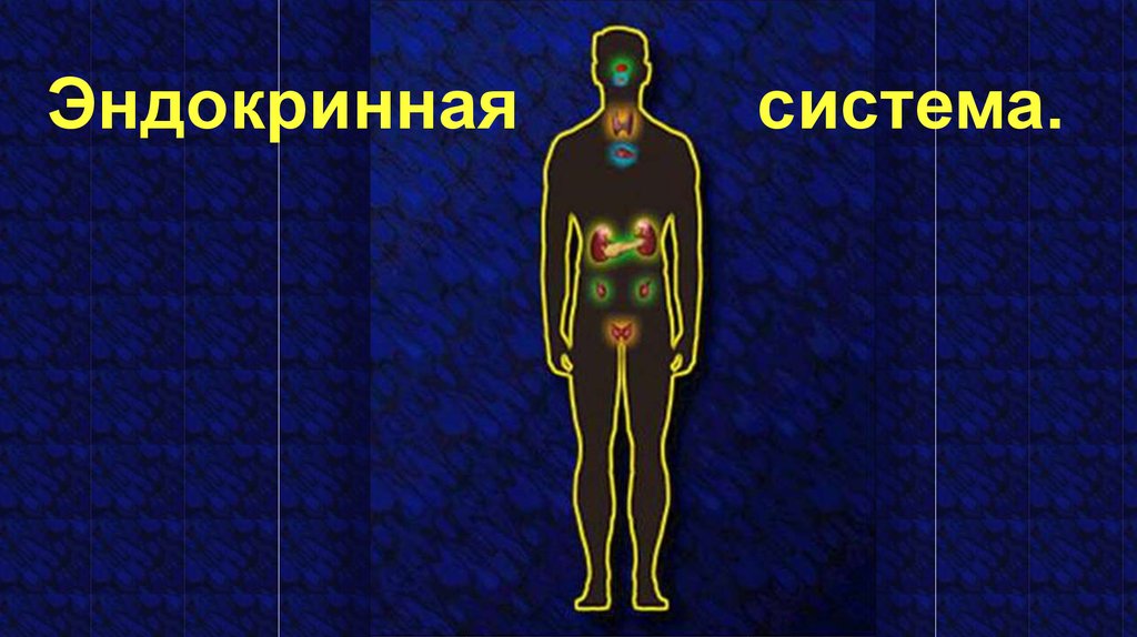 Эндокринная система презентации