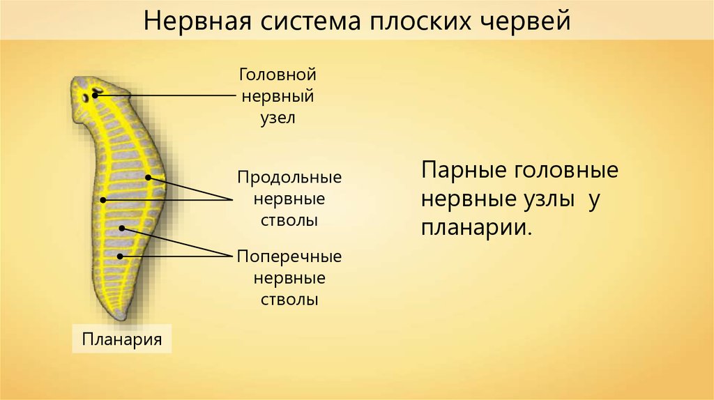 Нервная система планарии рисунок