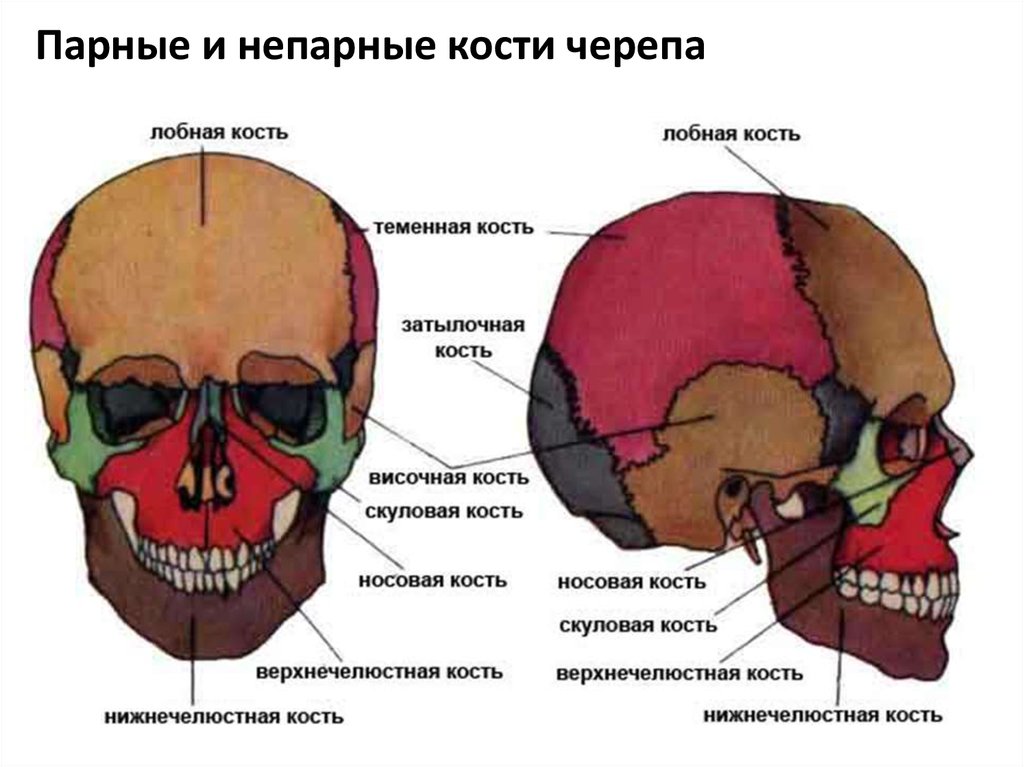 Кости черепа человека анатомия картинки