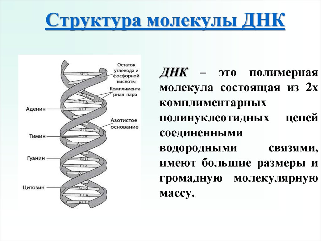 Значение молекул днк. Расшифровка структуры молекулы ДНК. Структурное строение молекулы ДНК. Строение молекулы ДНК 9 класс. Структура молекулы ДНК 9 класс.