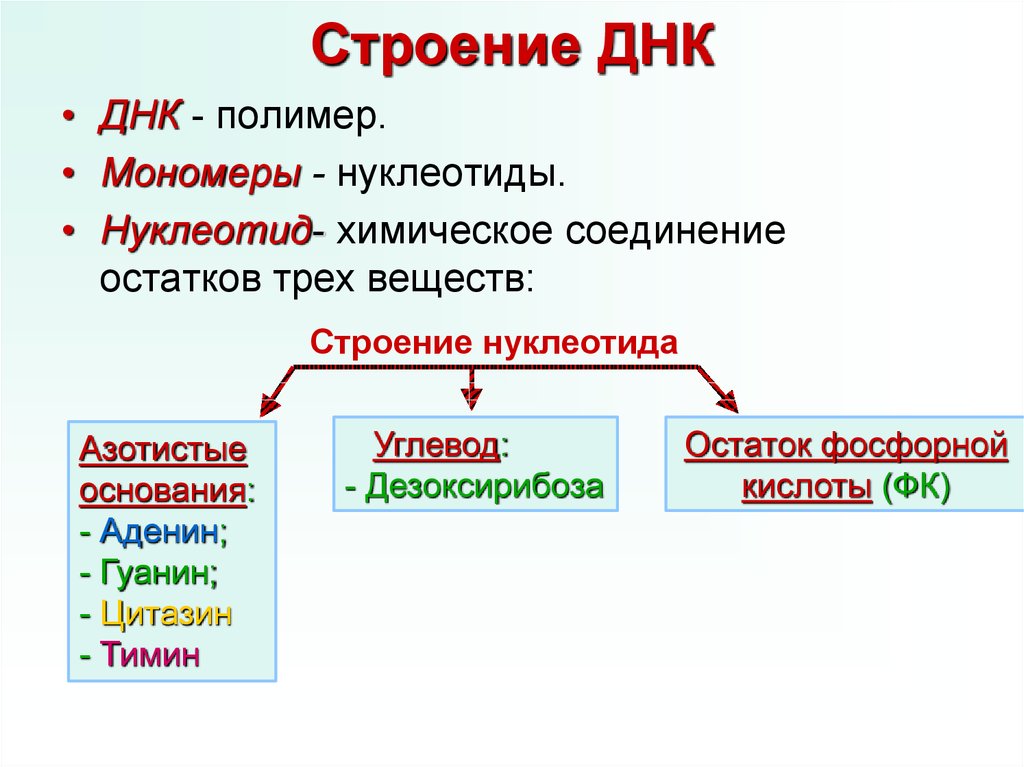 Днк носитель наследственной информации презентация 10 класс