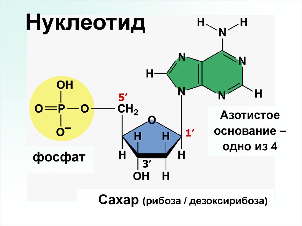 В состав нуклеотида входит азотистое основание. Строение нуклеотида формула. Нуклеотиды аденин Тимин. Строение нуклеотидных оснований. Формула нуклеотида РНК.