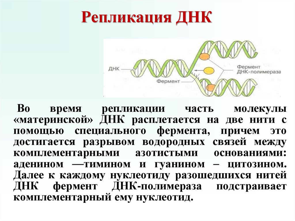 Днк 04.03 2024. Репликация ДНК. Процесс репликации ДНК. Основные процессы репликации ДНК. Последовательность этапов репликации молекулы ДНК.