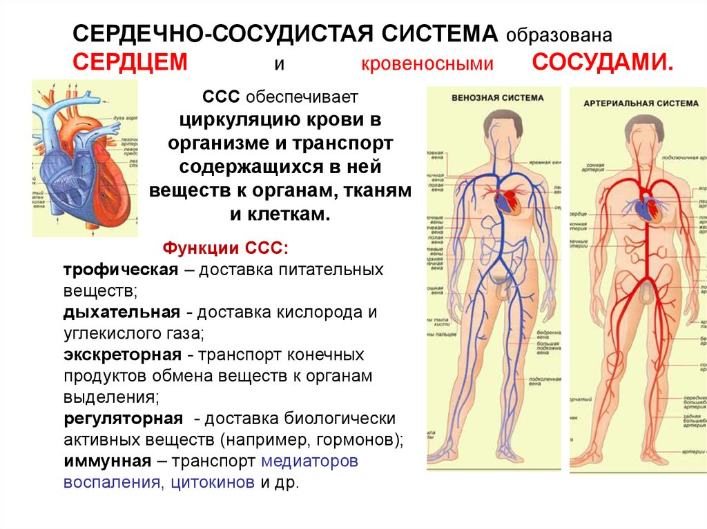 Сосудистая система человека образована сосудами трех. Строение сердечной системы человека. Кровеносная система человека анатомия функции. Кровеносная система сердце строение и функции. Анатомия. Строение сердечно-сосудистой системы.