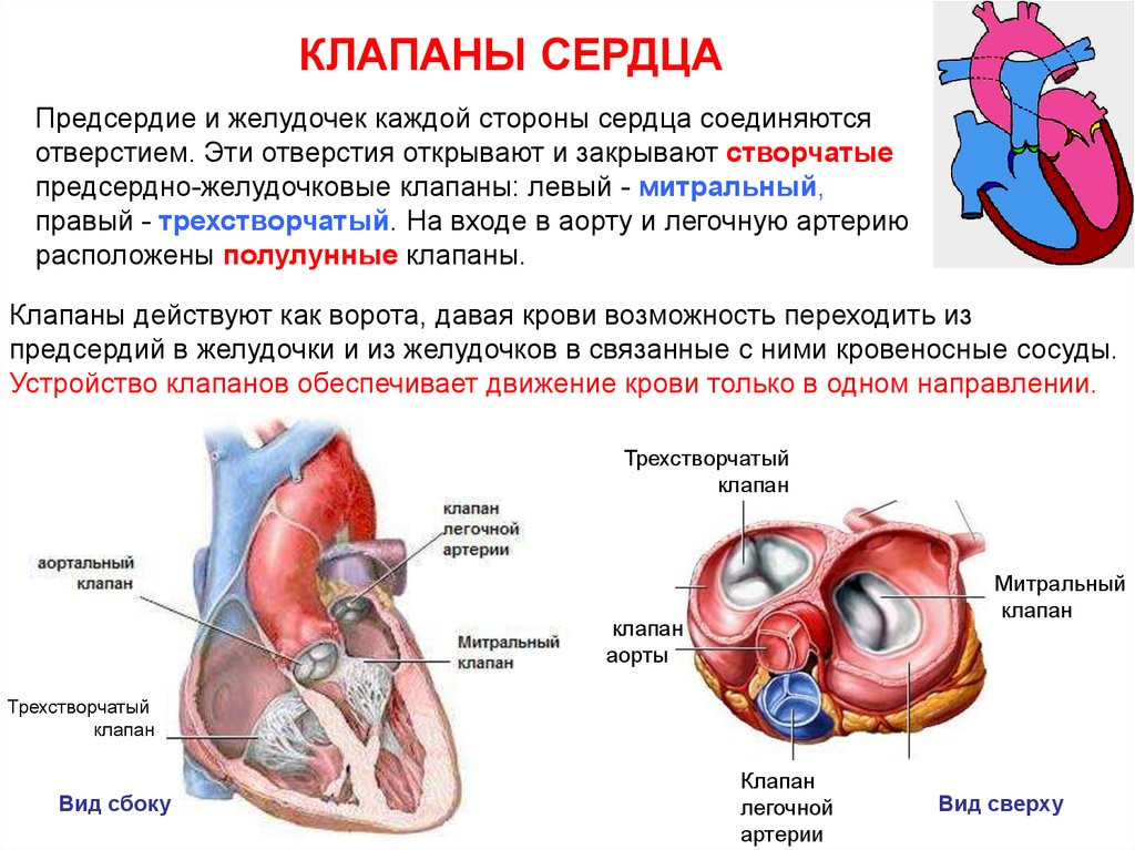 В левое предсердие открываются. Митральный и трехстворчатый клапаны. Клапан между левым желудочком и левым предсердием. Клапан между левым желудочком и аортой. Клапан левого предсердно желудочкового отверстия.
