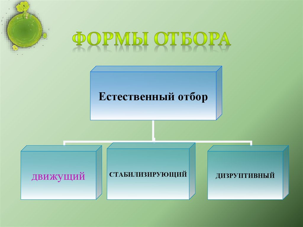 Естественный отбор как движущая сила эволюции. Эволюция движущие силы естественный отбор движущий. Кластер естественный отбор. Кластер формы естественного отбора. Движущие силы эволюции естественный отбор движущий дизруптивный.