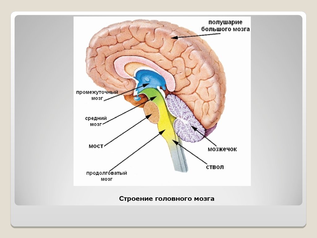 Описать функции отделов головного мозга. Мозг человека анатомия строение и функции головной мозг. Строение и функции отделов головного мозга человека. Ствол мозга строение промежуточный мозг. Функции отделов головного мозга рисунок.