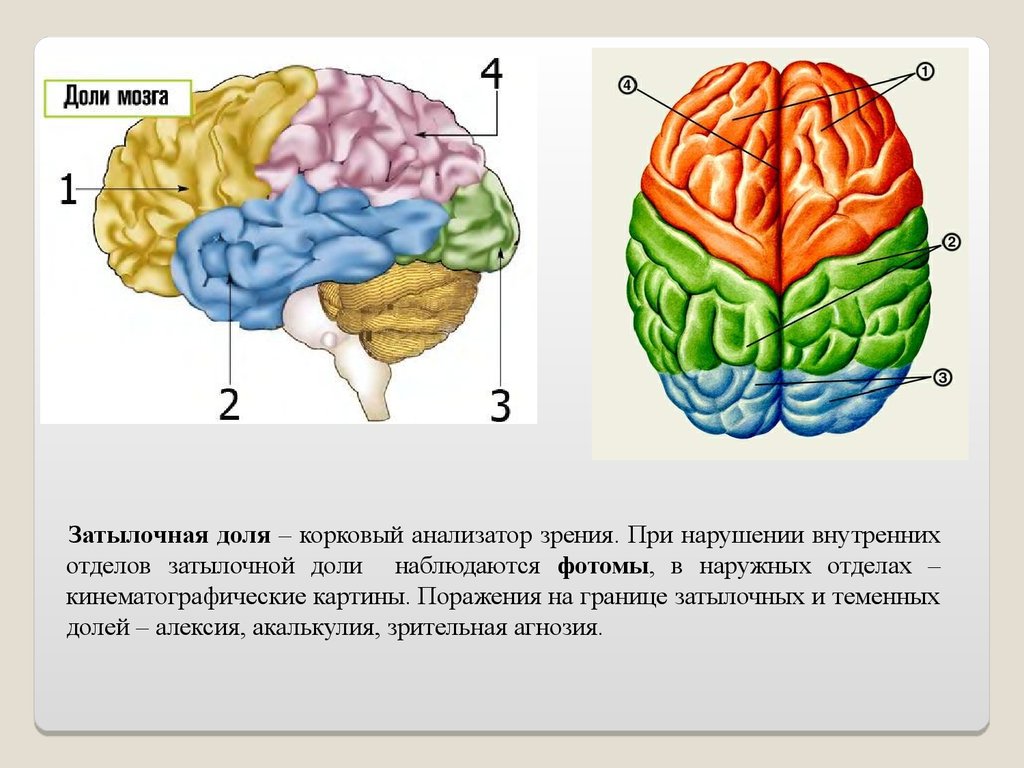 Лобные и теменные доли мозга. Строение лобной доли коры головного мозга.