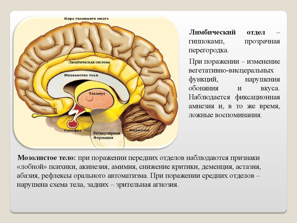 Свод головного мозга. Свод мозолистое тело и прозрачная перегородка. Лимбическая система головного мозга мозолистое тело. Лимбическая система и обоняние.