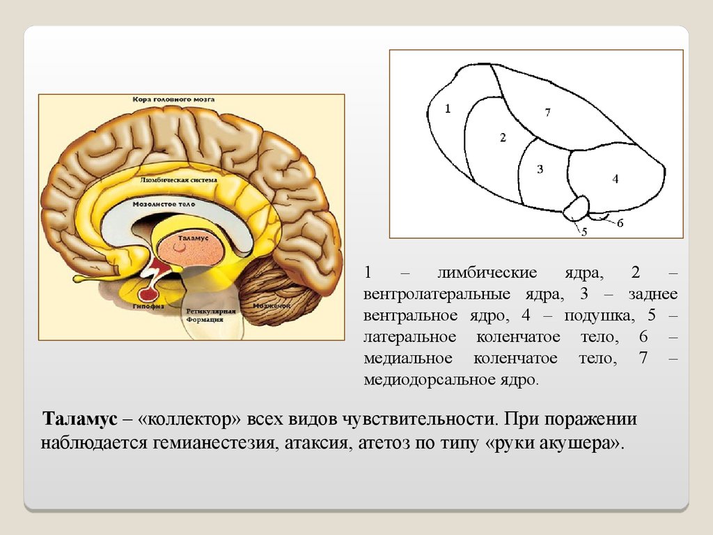 Схема ядер таламуса