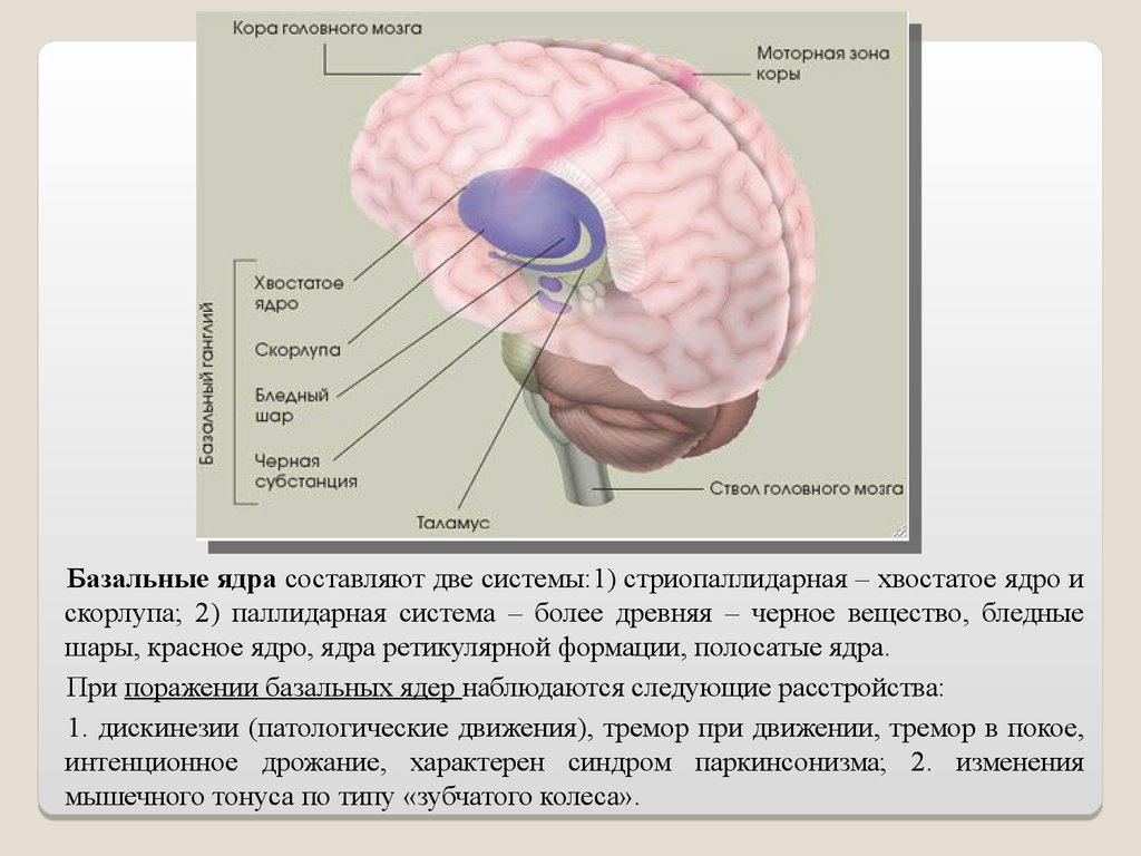 Корковые изменения головного мозга. Базальные ганглии ядра. Базальные ганглии головного мозга. Бледный шар скорлупа хвостатое ядро. Хвостатого ядра и скорлупы базального ганглия..