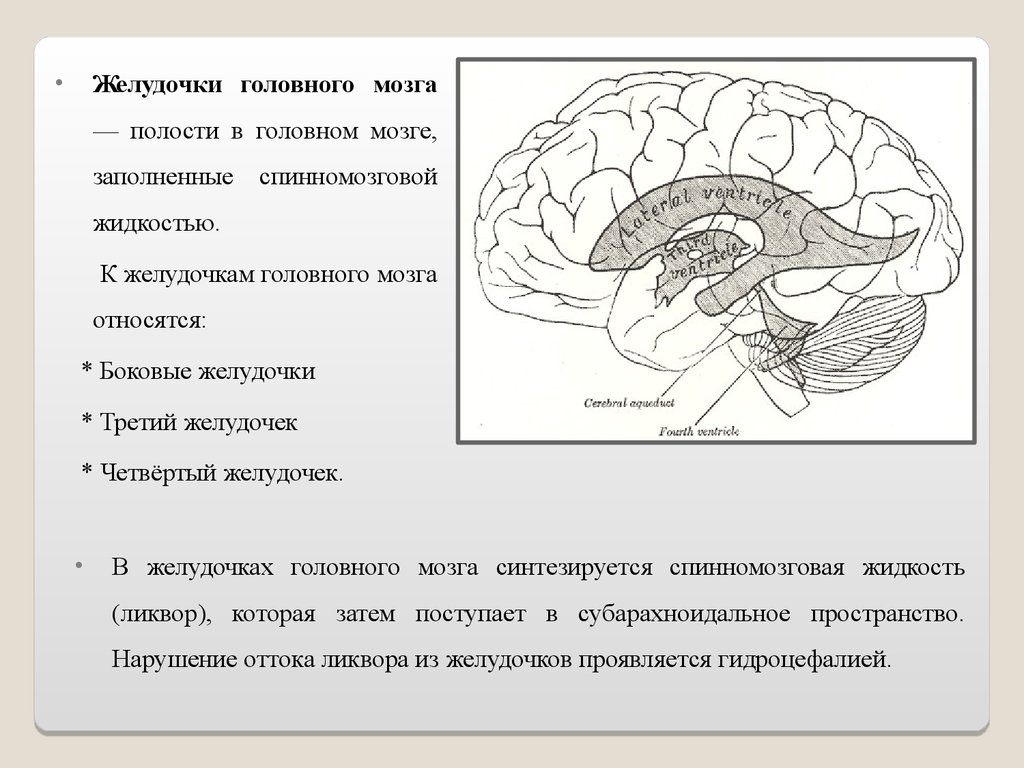 Желудочки среднего мозга. Желудочки головного мозга строение. Топография желудочков мозга. Третий желудочек головного мозга анатомия строение. Схема системы желудочков головного мозга.