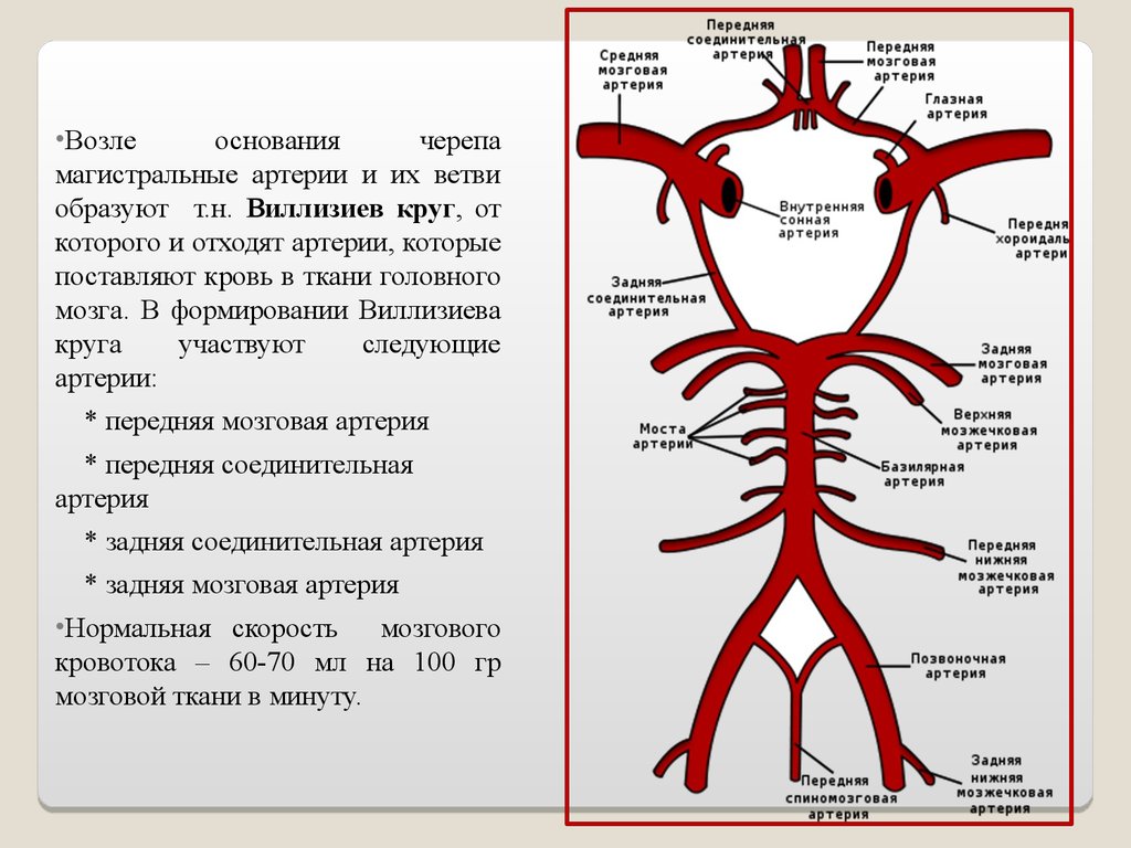 Мозговые артерии головного мозга. Анатомия сосуды Виллизиев круг. Виллизиев артериальный круг. Кровоснабжение головного мозга схема Виллизиев круг. Передняя соединительная артерия (a. COMMUNICANS anterior) соединяет:.