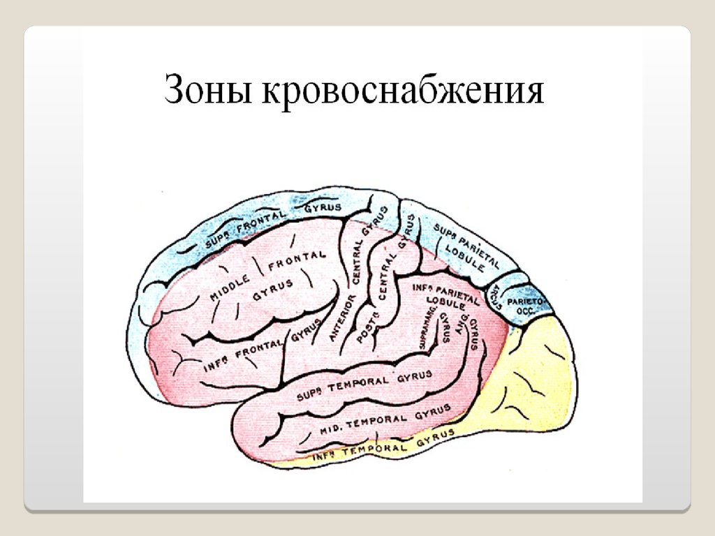 Сма мозга. Зоны кровоснабжение головного мозга схема. Кровоснабжение коры головного мозга. Зоны кровоснабжения СМА. Зоны кровоснабжения мозговых артерий.