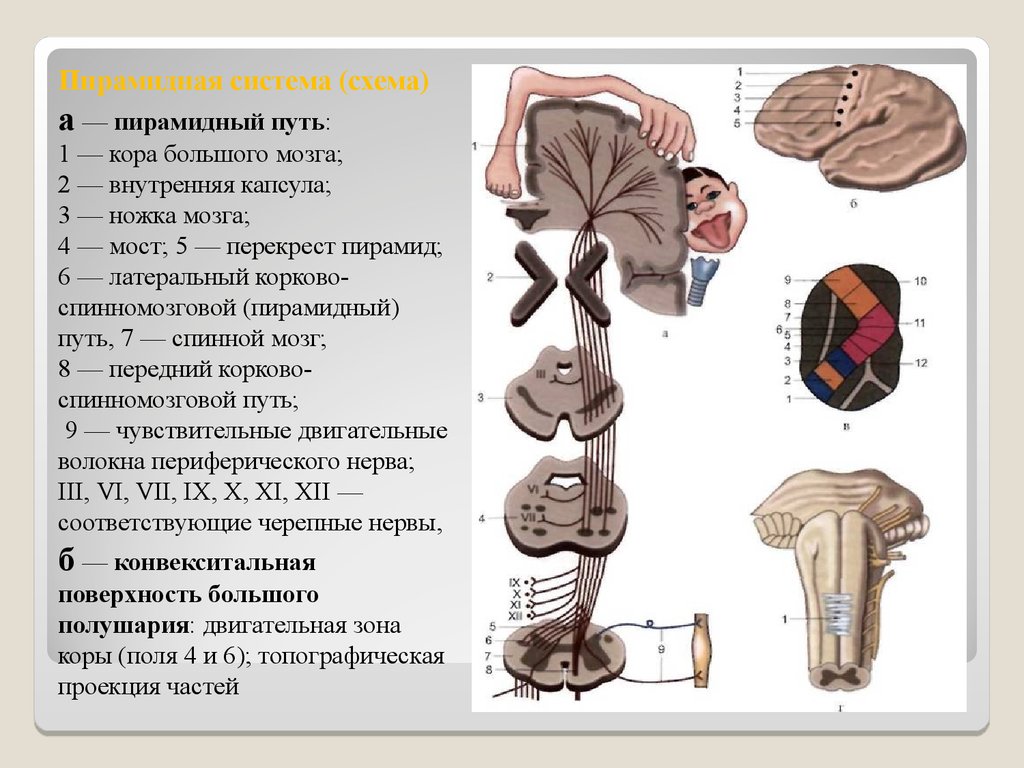 Пирамидная система презентация