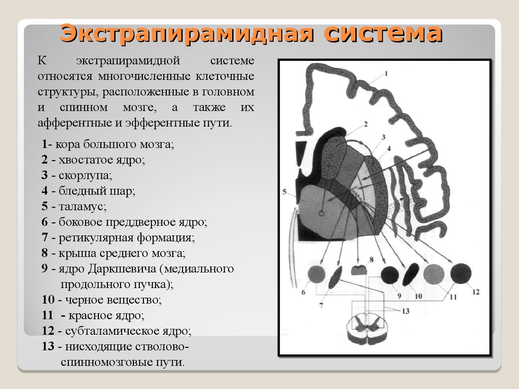 Экстрапирамидная система неврология презентация