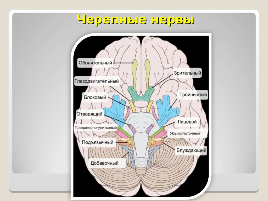 Под черепные нервы. Место выхода тройничного нерва из мозга. Выход черепно мозговых нервов из мозга. Блоковый нерв место выхода из мозга. Места выхода черепно мозговых нервов.