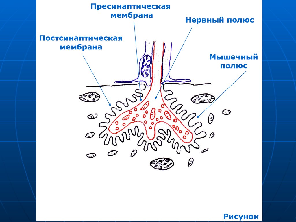 Моторные нервные окончания иннервируют