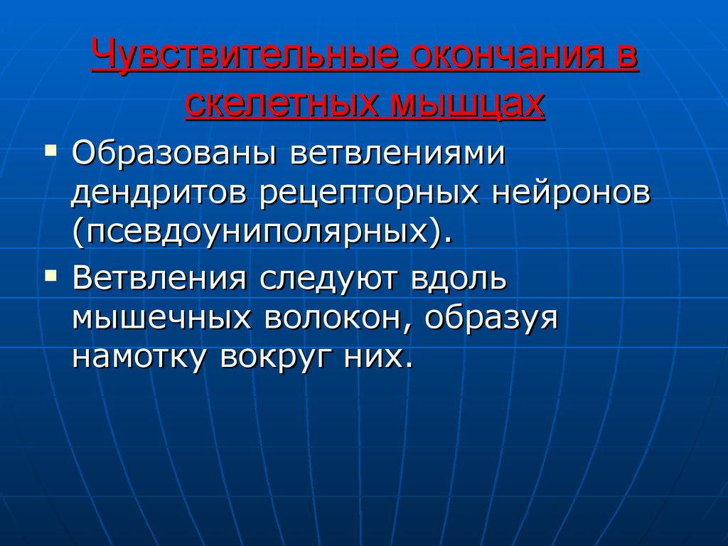 Моторные нервные окончания иннервируют