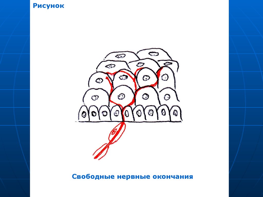 Рисовать окончание. Свободные неинкапсулированные нервные окончания. Свободные нервные окончания рисунок. Свободные и несвободные нервные окончания рисунок. Нервные окончания картинки.