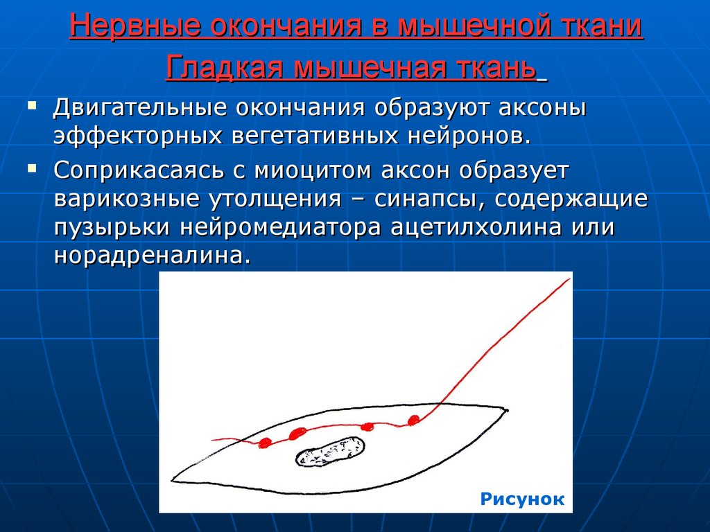 Моторные нервные окончания иннервируют