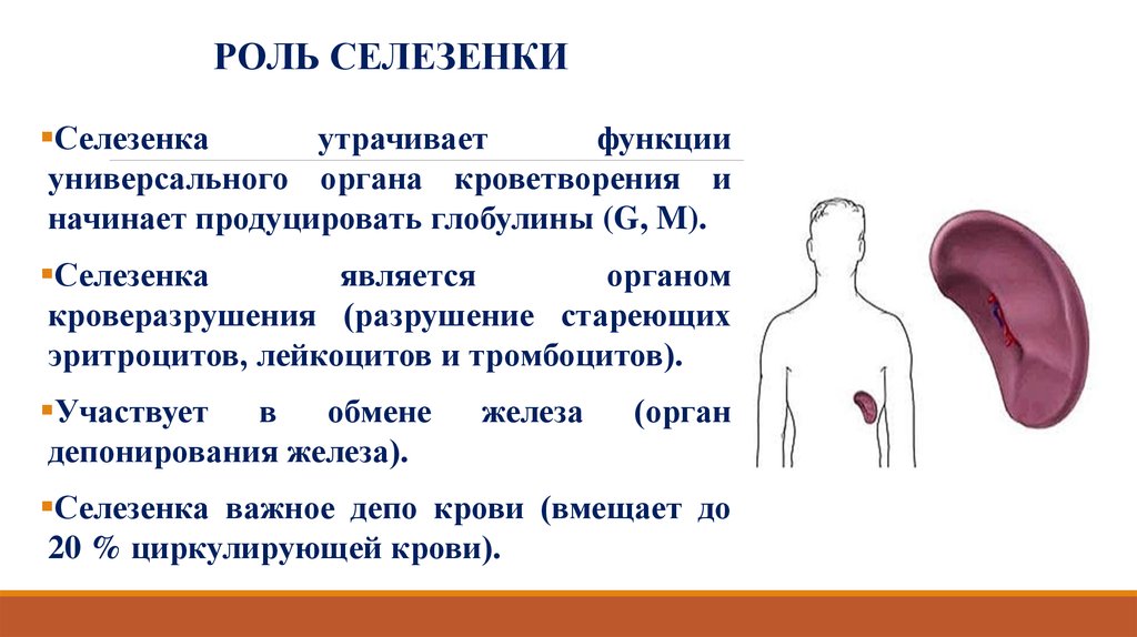 Селезенка характеристика. Селезенка функции в организме человека для чего. Строение тела человека селезенка. Где находится селезёнка у человека и её функции. Функции селезёнки у человека.