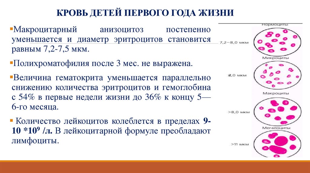 Первые признаки крови у детей. Кровь детей первого года жизни. Особенности эритроцитов удетец. Эритроциты у детей первого года жизни. Возрастная кровь.