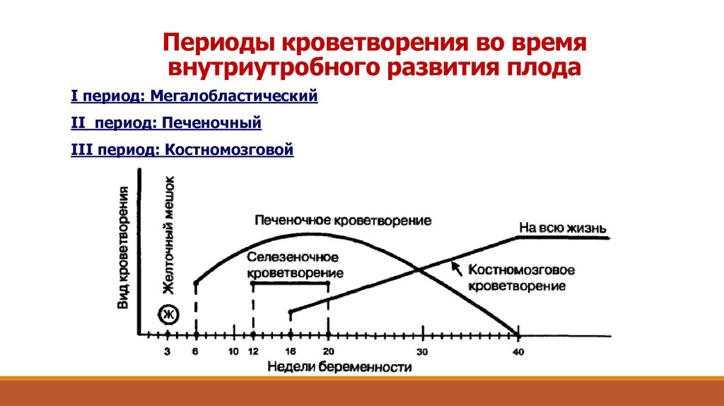 Препараты влияющие на кроветворение