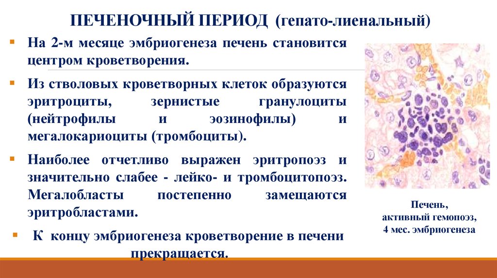 Кроветворную функцию выполняет. Эмбриональный гемопоэз в печени. Печеночный период эмбрионального гемопоэза. Печеночный период кроветворения. Кроветворение в печени гистология.