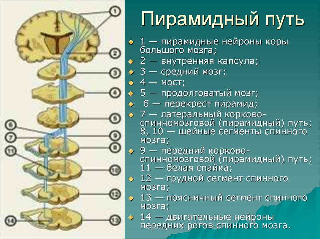 Поражения корково мозга. Пирамидная система анатомия неврология. Пирамидные проводящие пути. Перекрест пирамидного пути. Кортико-спинальный двигательный путь.