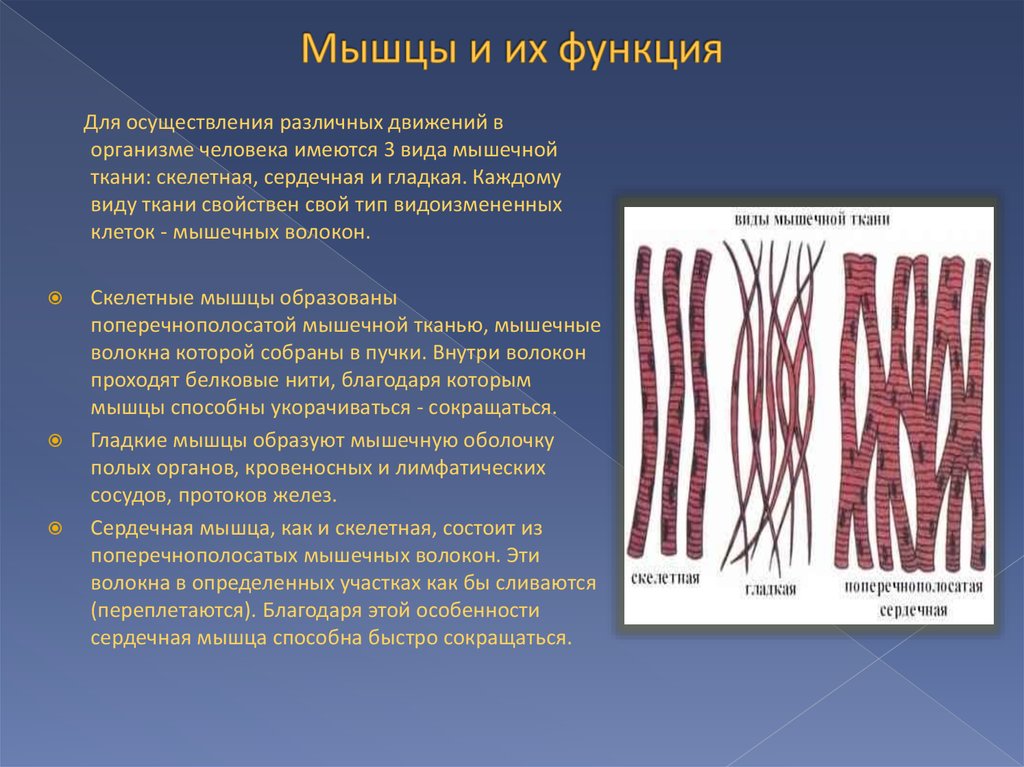Мышечная ткань человека характеристика