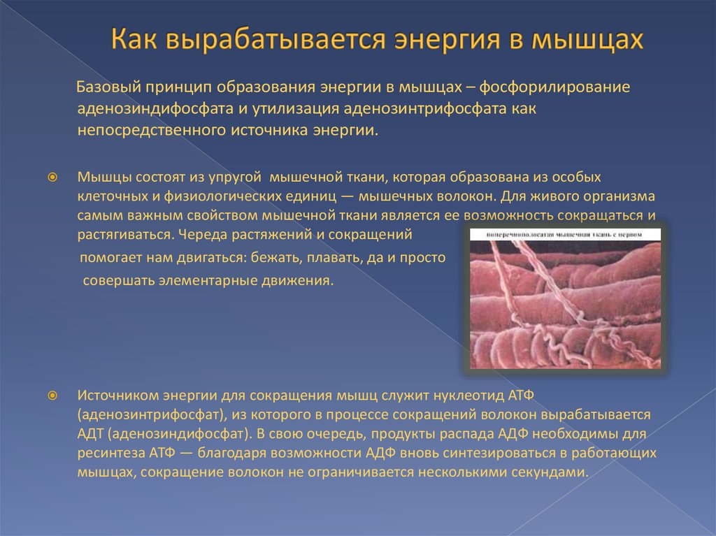 Энергия в мышцах. Основным источником энергии для мышечного волокна являются. Источники энергии мышечного волокна. Источники энергии для мышечного сокращения:. Энергетика мышечного волокна.