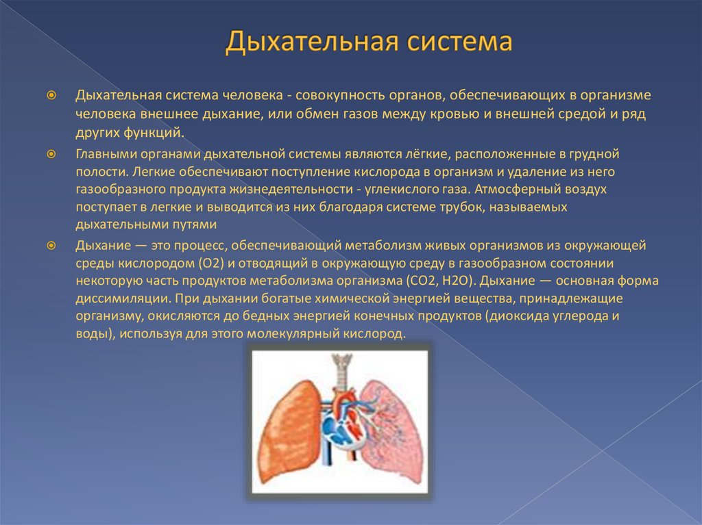Впервые дыхание с помощью легких появляется у. Дыхательная система 3 кл. Информация про дыхательную систему. Сообщение о дыхательной системе. Дыхание презентация.