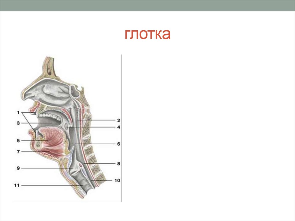 Носовая полость ротовая полость. Полость рта глотка пищевод анатомия. Глотка строение схема. Полость глотки анатомия строение. Строение глотки анатомия на латыни.
