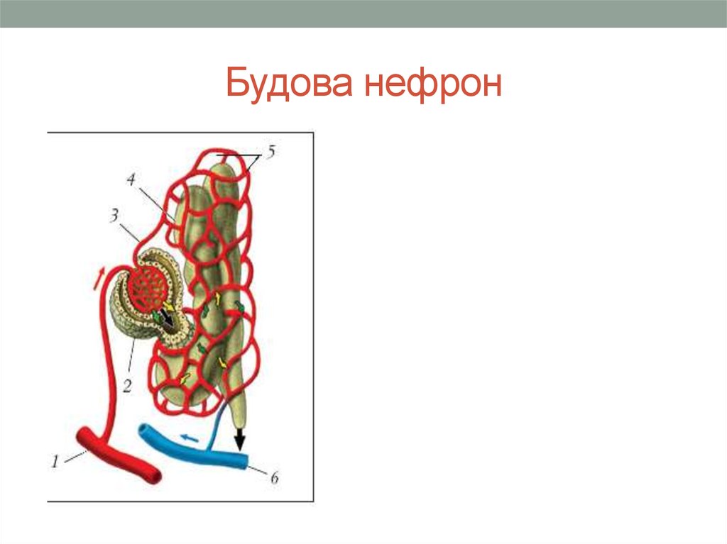 Будова нефрон