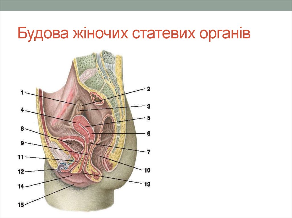 Будова жіночих статевих органів