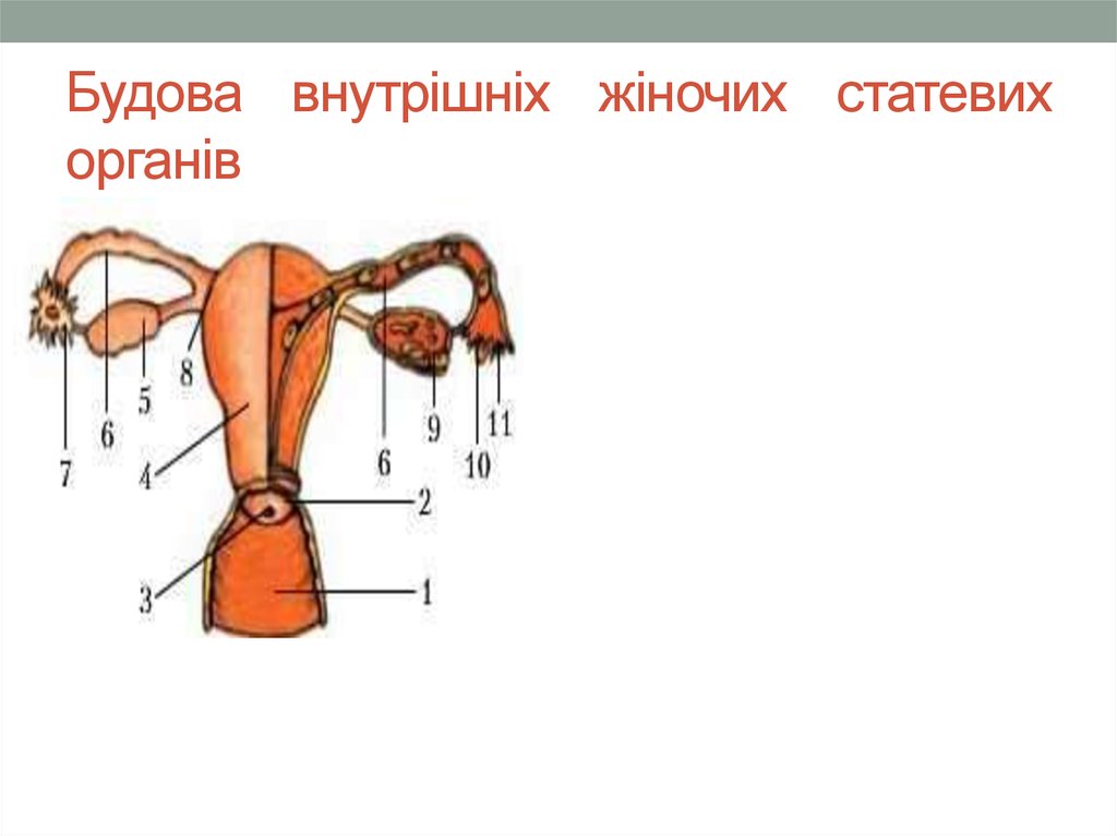 Будова внутрішніх жіночих статевих органів