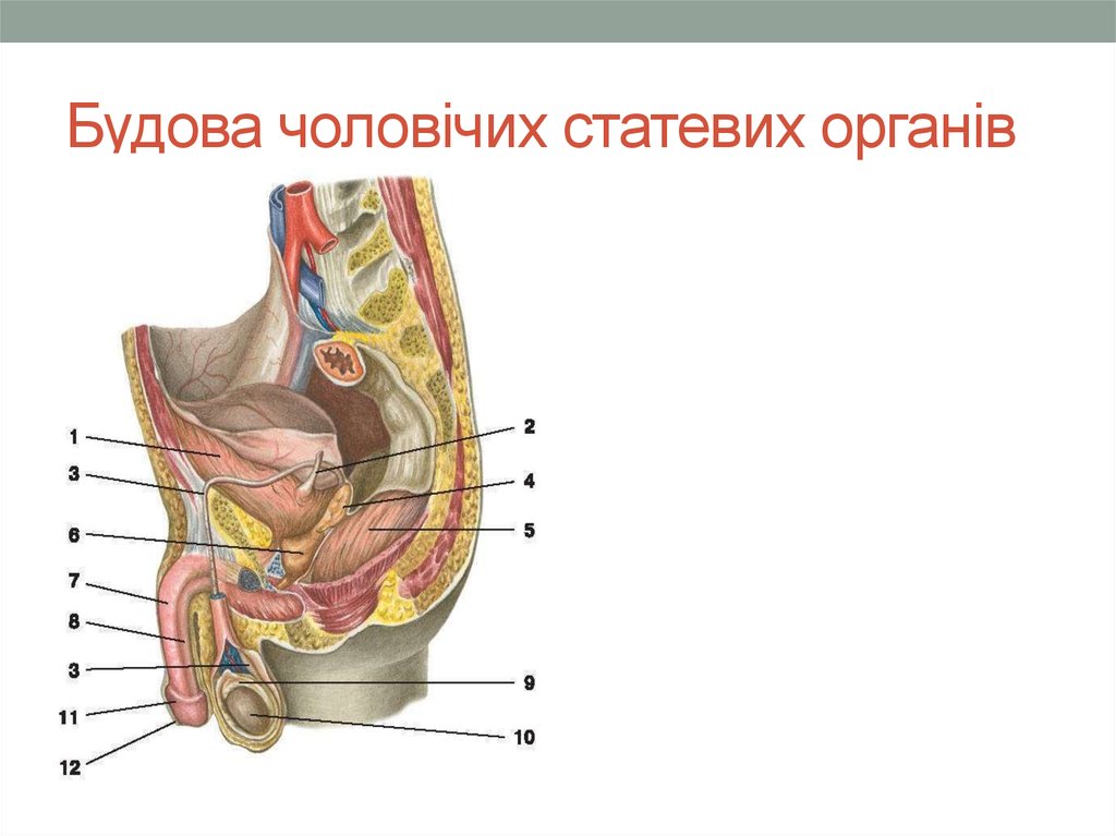 Будова чоловічих статевих органів