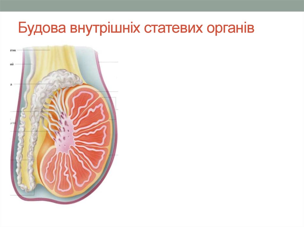 Будова внутрішніх статевих органів