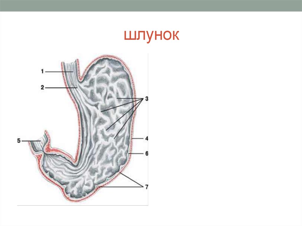 Для слизистой оболочки желудка характерно наличие. Слизистая оболочка желудка строение. Строение желудка оболочки. Анатомия слизистой оболочки желудка. Слизистая оболочка желудка анатомия.