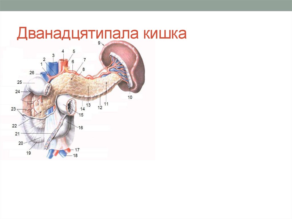 Дванадцятипала кишка