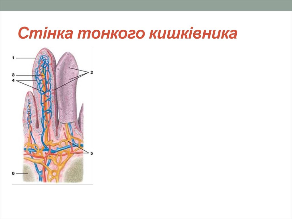 Стінка тонкого кишківника