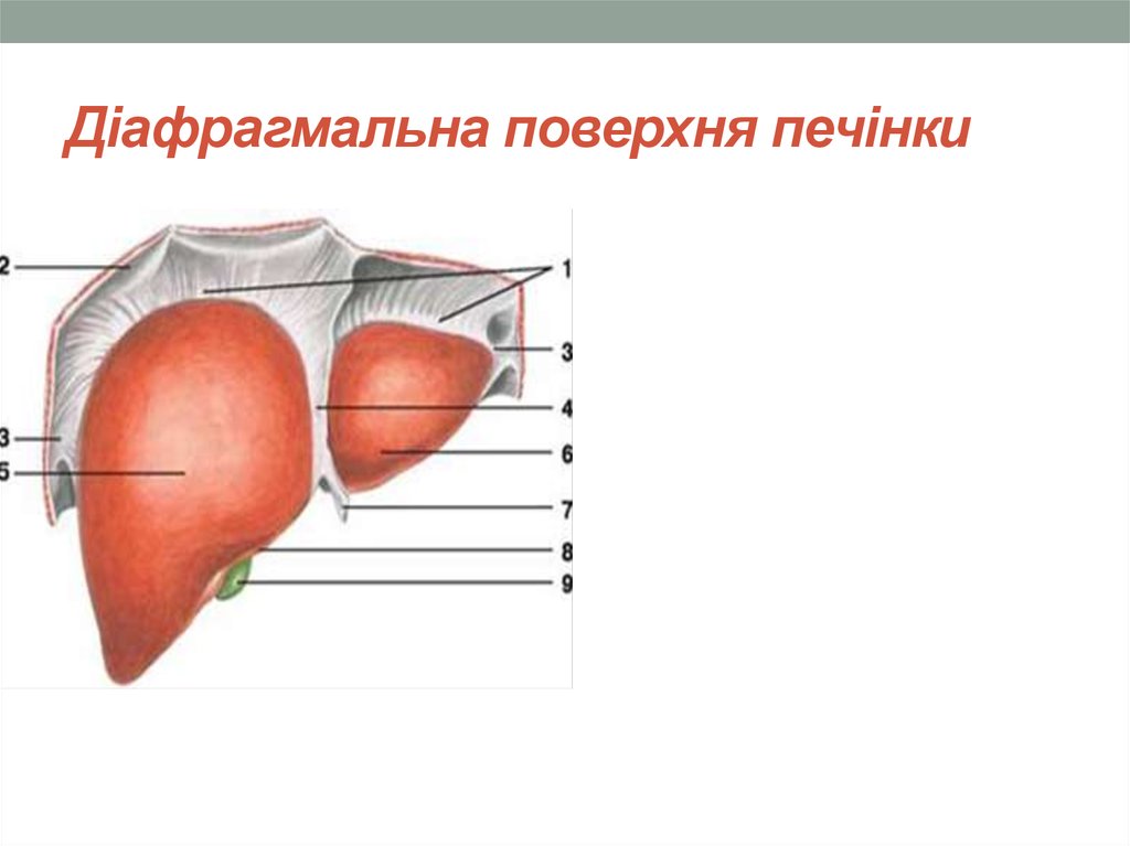 Діафрагмальна поверхня печінки