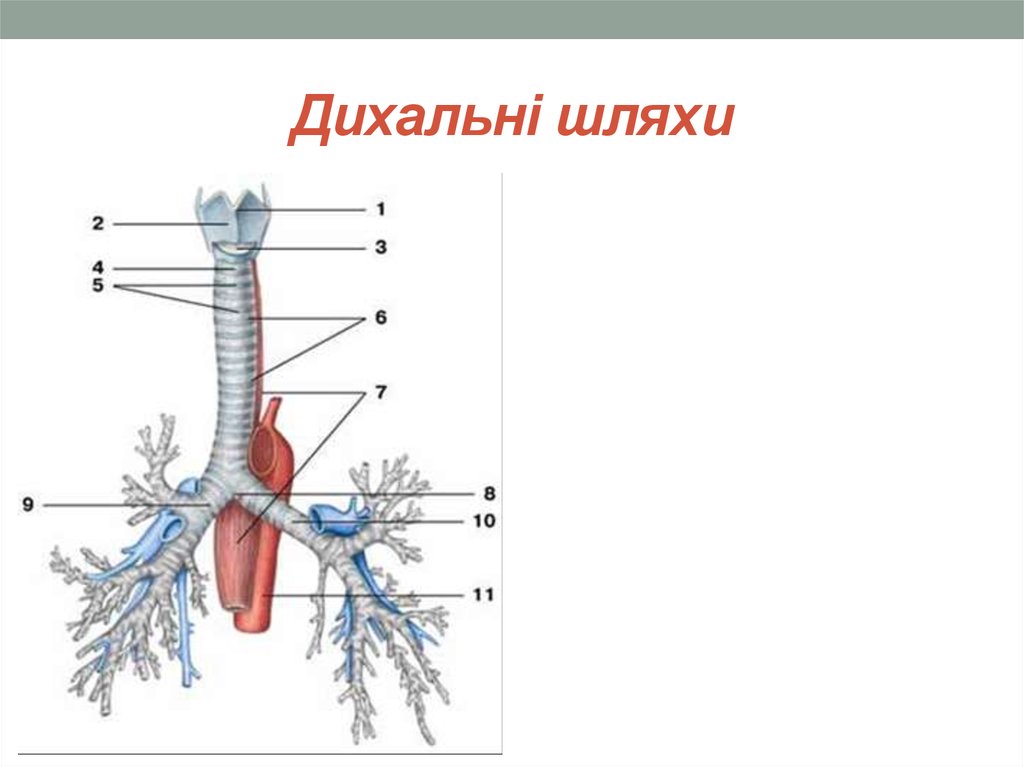 Трахеи находится. Трахея бронхи бронхиальное дерево. Топография трахеи и главных бронхов. Топографическая анатомия трахеи и бронхов. Трахея топография строение.