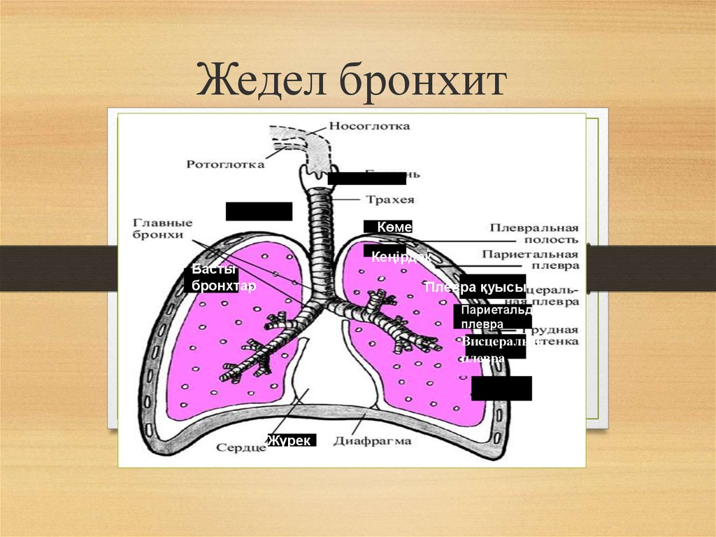 Бронхит презентация қазақша